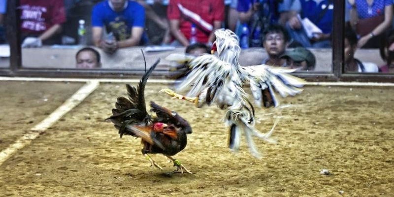choang club qq88 bắn cá