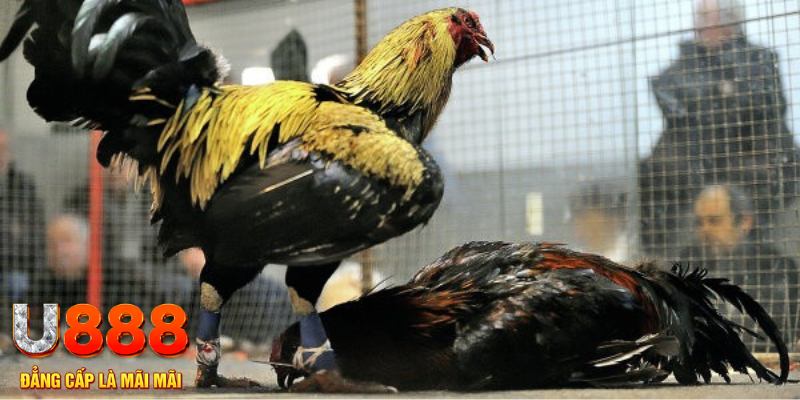 kết quả xổ số miền trung hôm nay