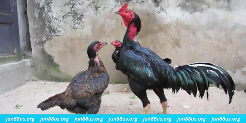 choang club casino hồ tràm có cho người việt vào không